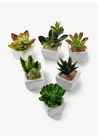 Kunstplanten (6-dlg. set), bonprix