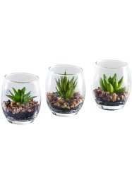 Kunstplant succulent in glas (3-dlg. set), bpc living bonprix collection