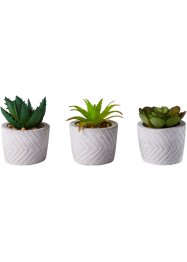 Kunstplant succulent in pot (set van 3), bpc living bonprix collection