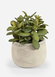 Kunstplant in pot, bonprix