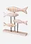 Ornament vissen, bonprix